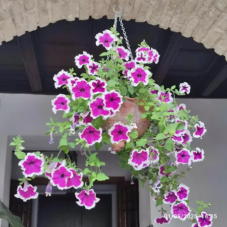 El Patio De Regina Lägenhet Córdoba